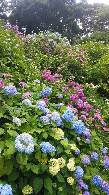 下田の紫陽花祭.jpg