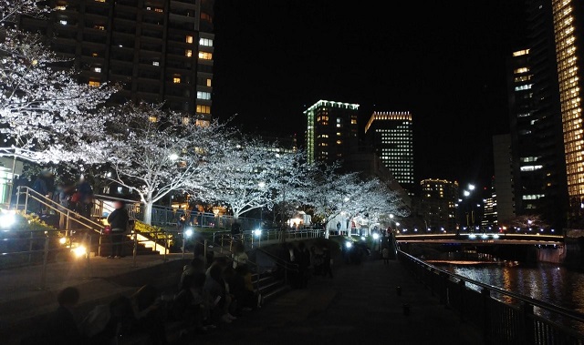 五反田ふれあい水辺広場の夜桜.jpg