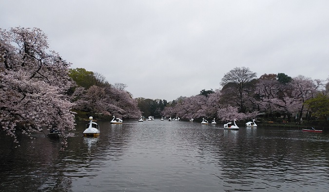 井の頭公園の桜（2023.3.25）.jpg