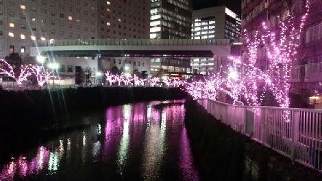 冬の桜①.jpg