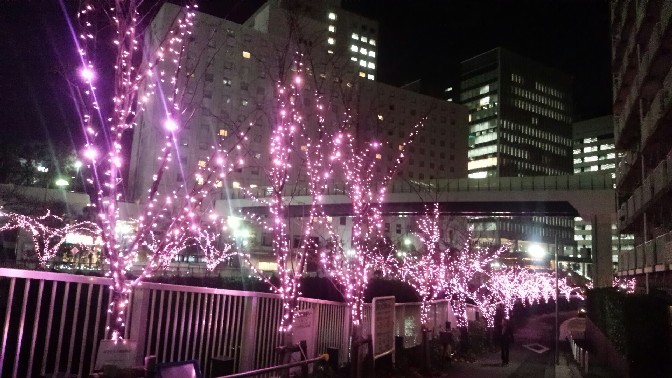 冬の桜②.jpg