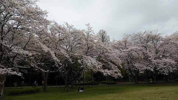 大場城址公園の桜①（2024）.jpg