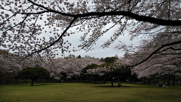 大場城址公園の桜②（2024）.jpg